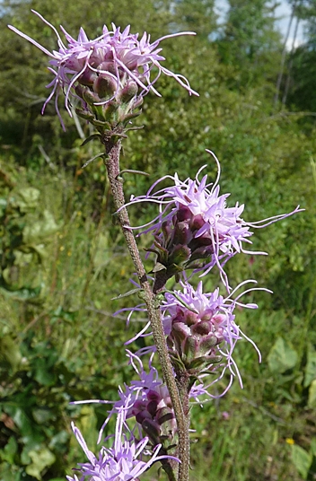 {Liatris aspera}